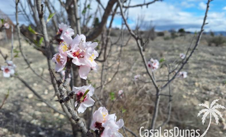 Building plot - Resale - Salinas - CLDZH-48753