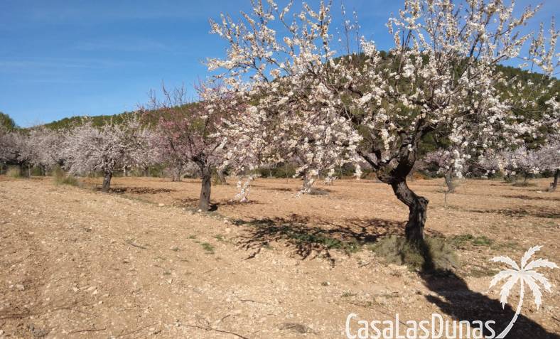 Finca - Reventa - Bullas - Bullas