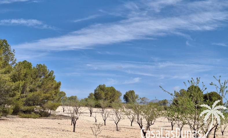 Terrain - Revente - La Zarza - La Zarza