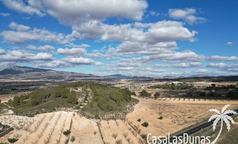 Terrain - Revente - La Zarza - La Zarza