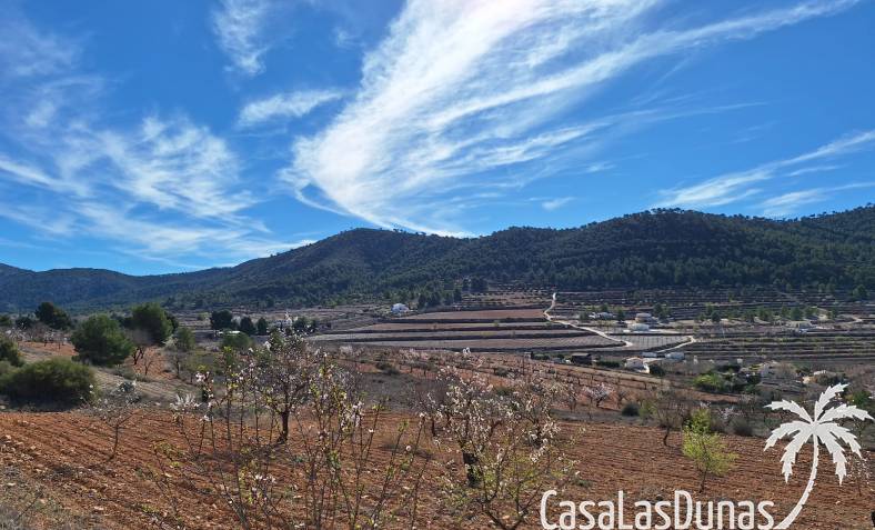 Terrain - Revente - Pinoso - CLDZH-97593